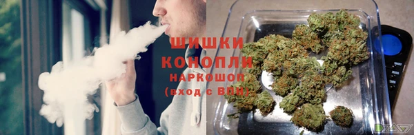 индика Алзамай
